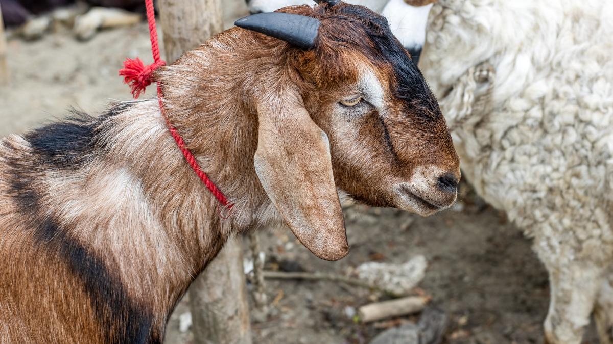 targ-animale_51712900