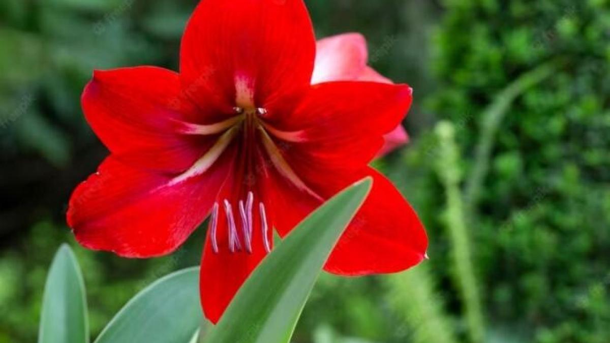 nu-puneti-niciodata-aceste-plante-pe-pervaz--dupa-cateva-zile-vor-muri_73846300