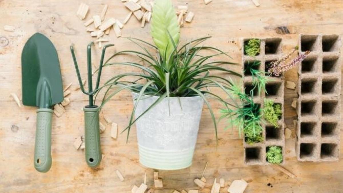 cu-ce-sa-uzi-plantele-ca-sa-reziste-iernii--un-amestec-esential--dezvaluit-de-gradinari_06939800