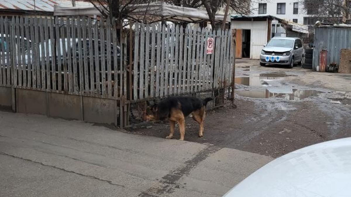 caine-uverturii_70610900