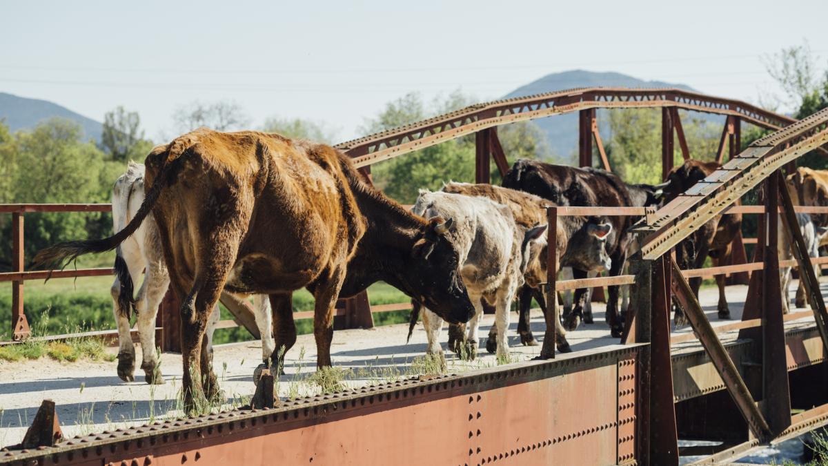 transport-animale_24553900