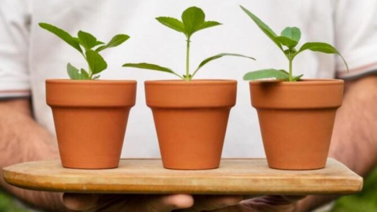 trucul-genial-cu-care-plantele-tale-vor-inflori-foarte-repede--ai-de-urmat-cativa-pasi_38933800