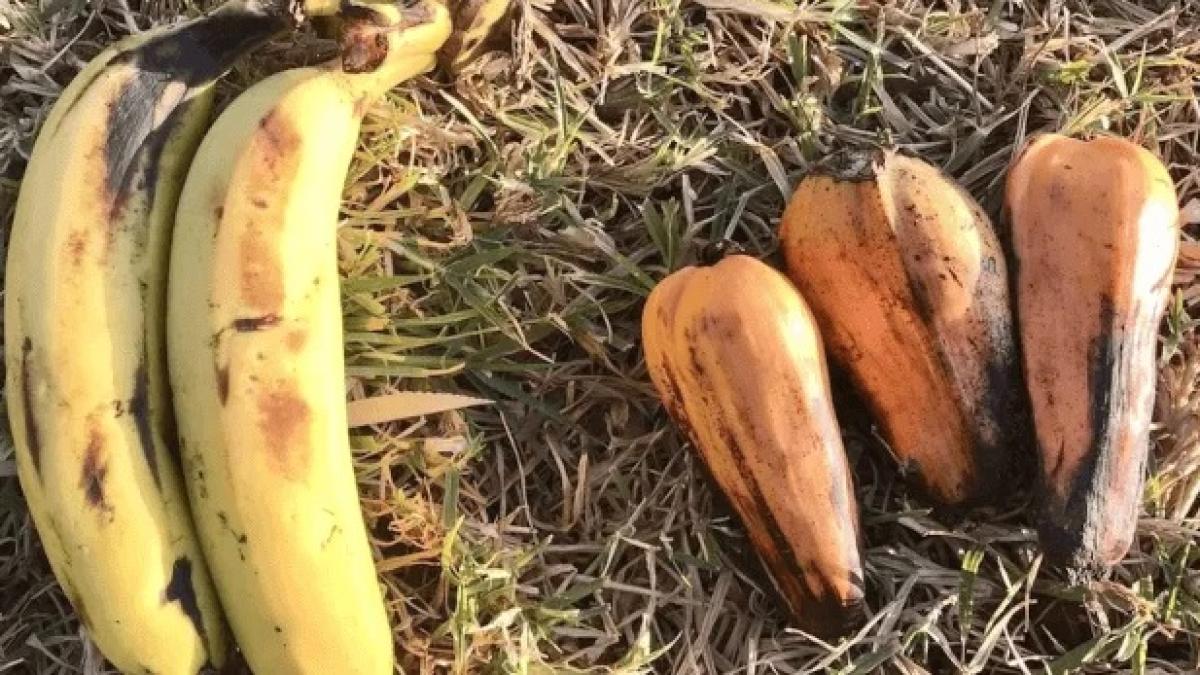 banana-falsa-de-etiopia_92381700