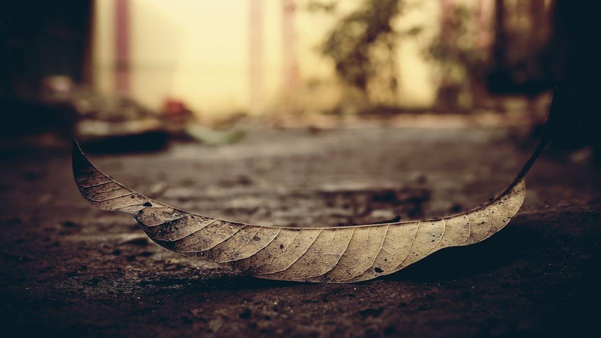 copac-cazut-copil-mort_99343000