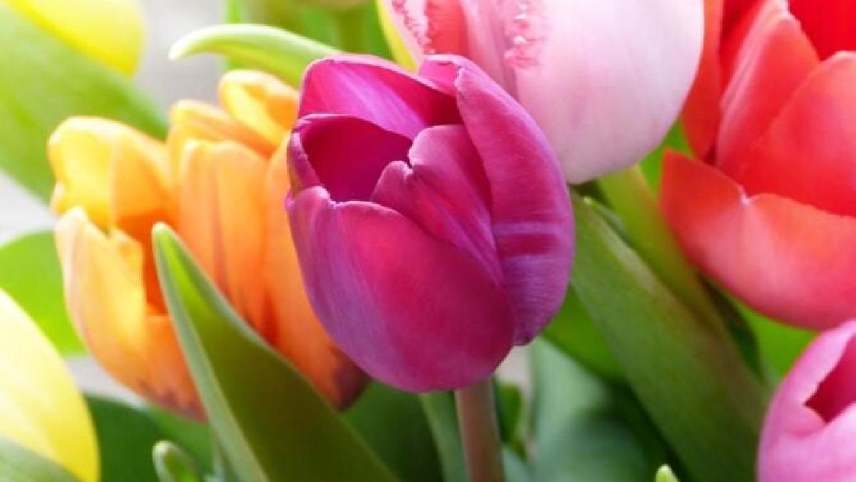 cultiva-acasa-lalele-intr-un-ghiveci--urmeaza-sfaturile-gradinarilor-cu-experienta_08862300