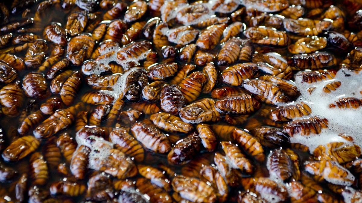 polonezi-mancarea-pe-baza-de-insecte-agricultura-traditionala_87476100