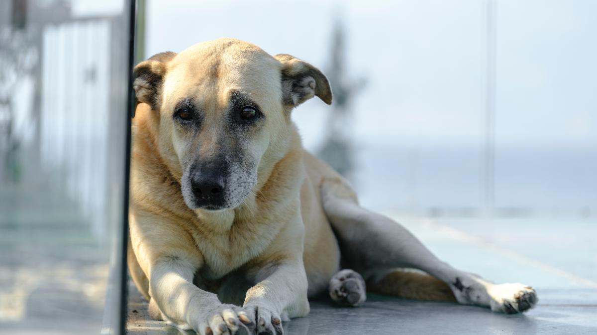 hubert_thuma_caini_pxl_04094600