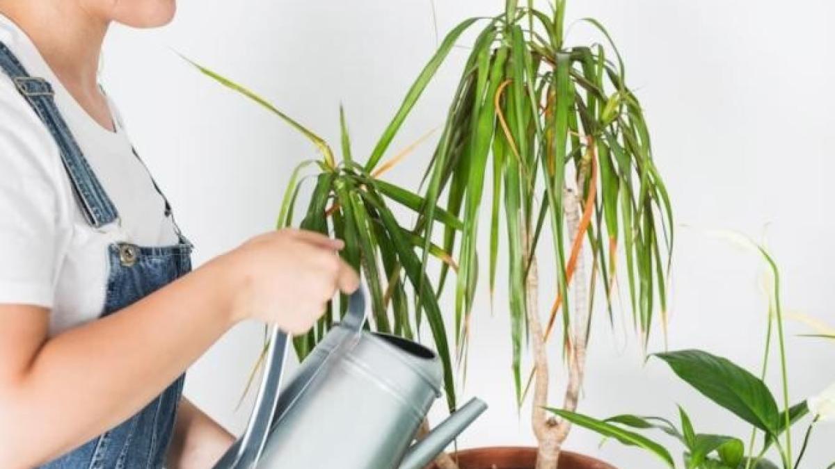 trucul-gradinarilor-pentru-a-reinvia-o-planta-moarta--iata-ce-trebuie-sa-faci-urgent_58220300