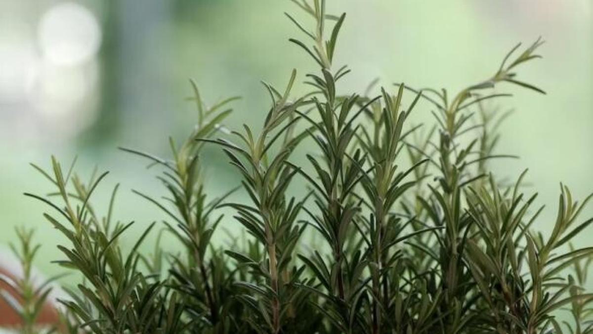 arde-o-crenguta-de-rozmarin-in-casa-si-vezi-ce-se-intampla-in-zece-minute_71755500