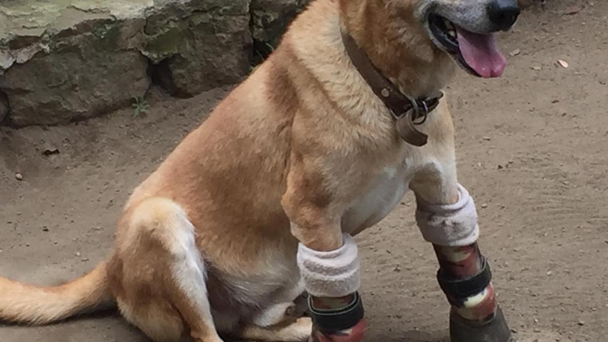 caine-batran-din-mexic--victima-a-narcotraficantilor-i-au-taiat-labutele-din-fata--este-un-erou-viata-lui-este-un-exemplu-de-curaj-2_92679100
