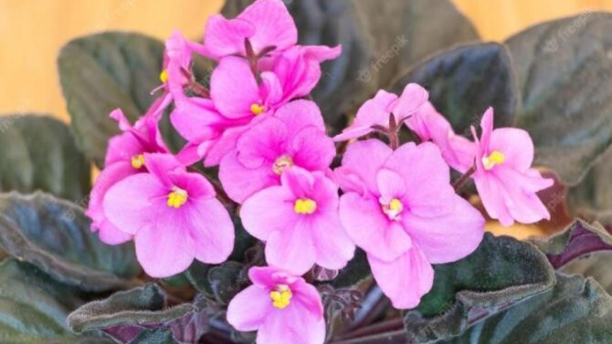 violetele-vor-inflori-tot-anul-daca-vei-adauga-in-ghiveci-un-produs-special_10752300