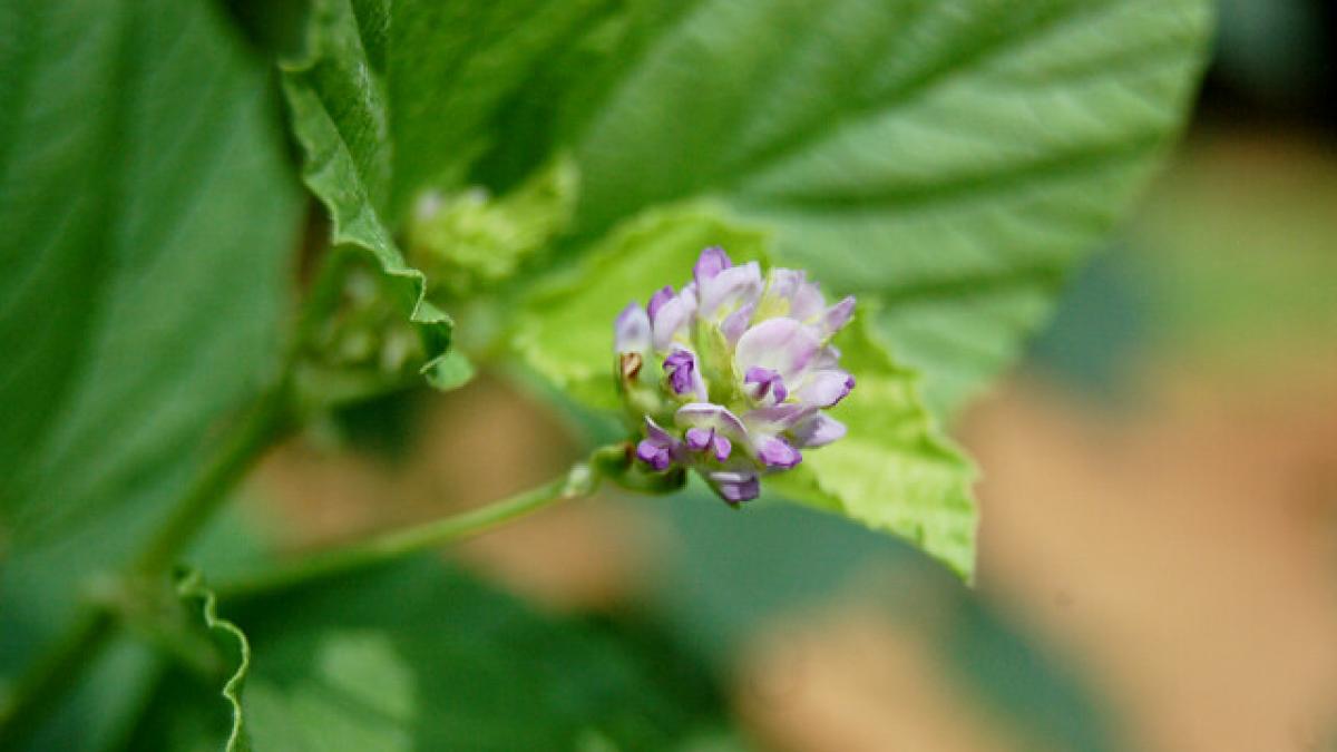 ce-este-bakuchiol-si-de-ce-ar-trebui-sa-l-folosesti-pentru-ingrijirea-pielii_98499000