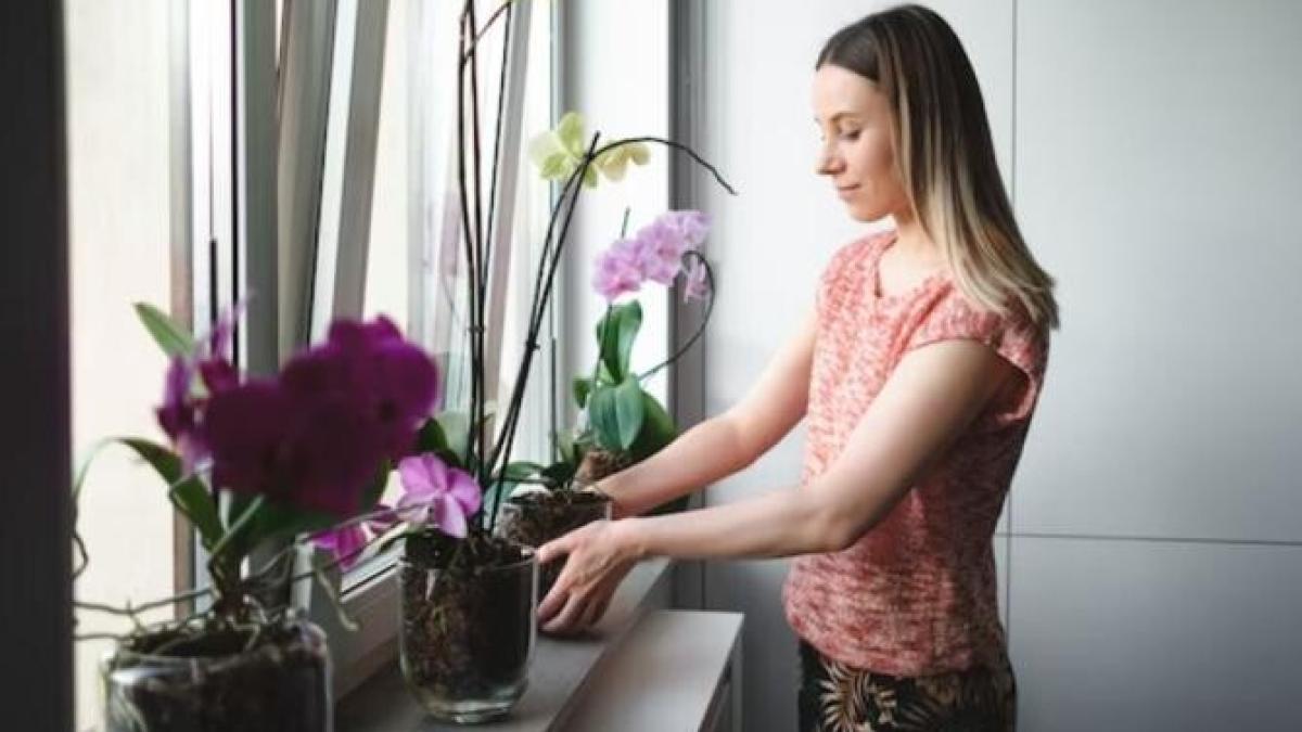 patru-tipuri-de-ingrasaminte--interzise-pentru-o-hrani-o-orhidee--planta-ta-va-muri_44812200