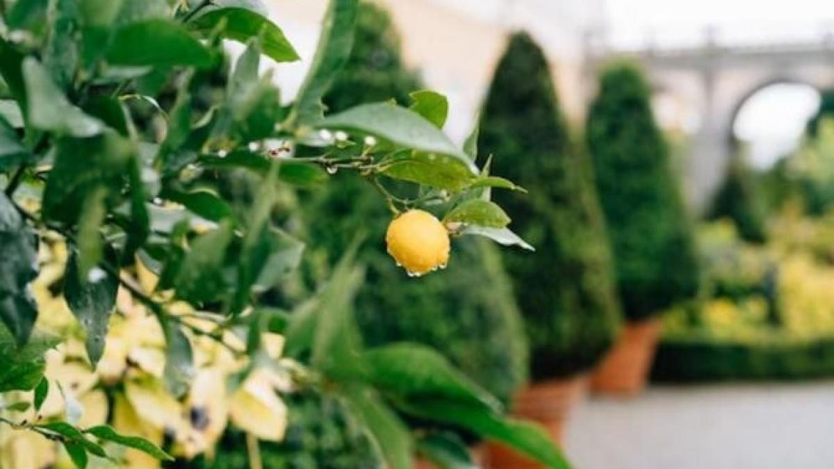 o-planta-tine-paianjenii-departe-de-casa--insectele-vor-fugi--iar-toate-incaperile-vor-mirosi-frumos_81865000