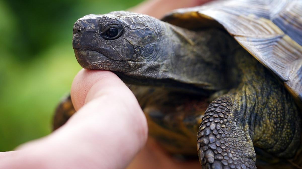 testoasa-rostogolire-secret_08149900