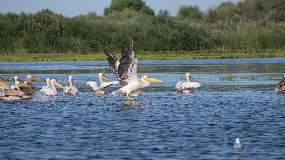 tensiuni-intre-romania-si-ucraina-din-cauza-canalului-bastroe--chirieac-este-o-crima-impotriva-mediulu--intelegem-ca-ucraina-are-probleme--dar-nu-poti-distruge-delta-dunarii_50418900