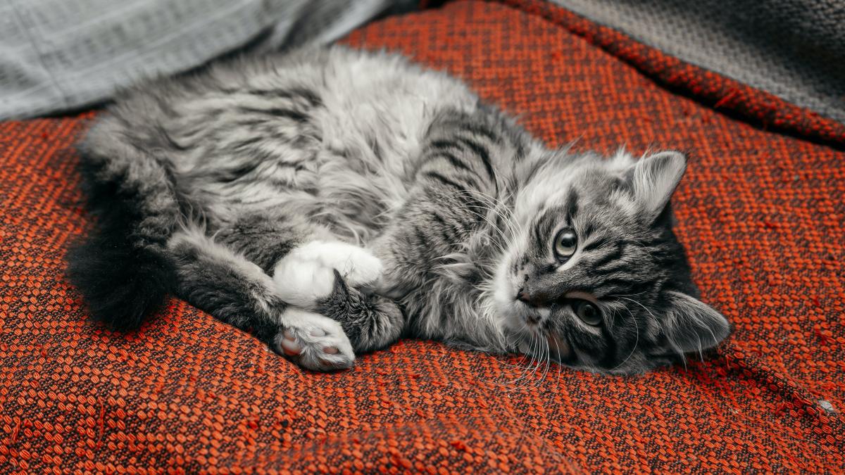 pisica-pierduta_17549500