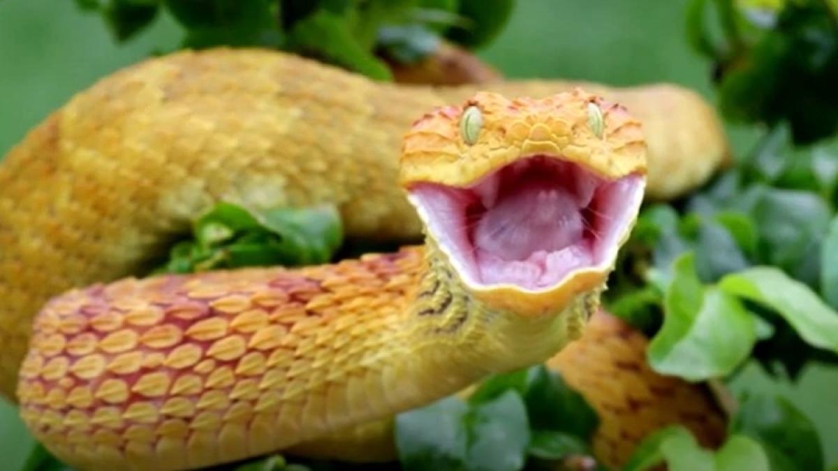 dicaprio-snake_65292500