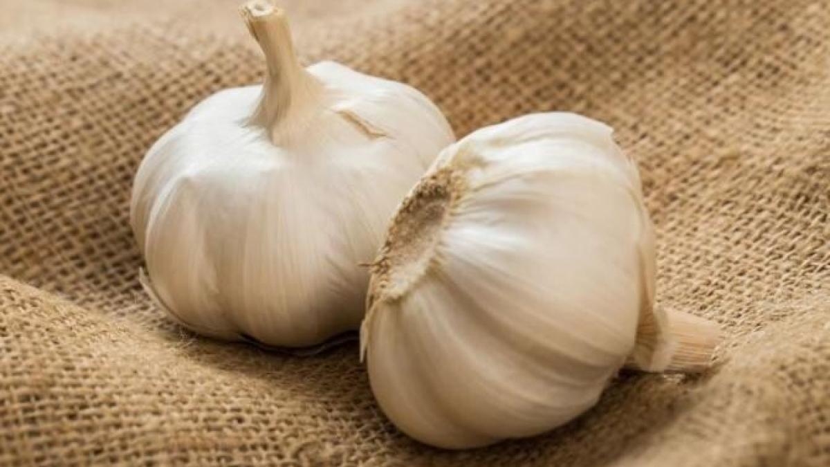 usturoiul-va-creste-de-dimensiunea-unui-mar--secrete-simple-pentru-o-recolta-bogata_85336600