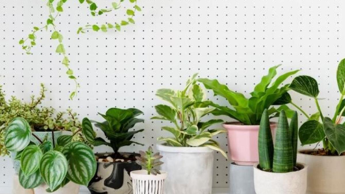 nu-mai-cumpara-ingrasaminte-pentru-plante--le-poti-face-gratis-chiar-acasa--plantele-tale-vor-creste-si-vor-inflori-repede_03249800