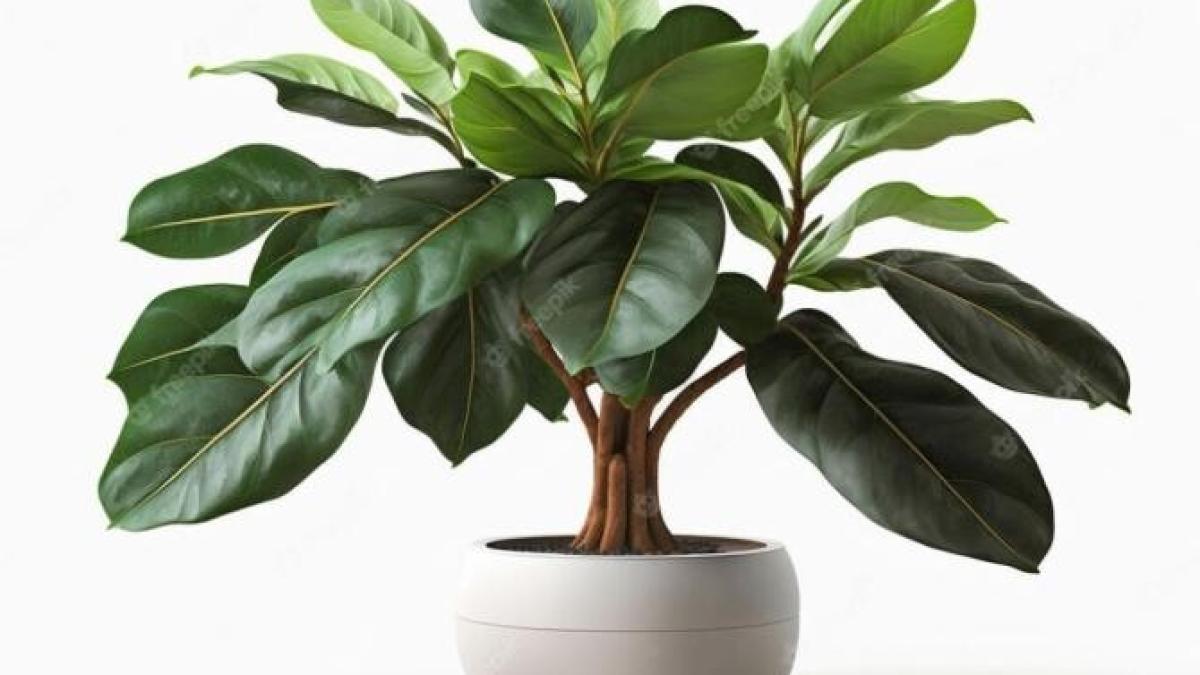 plantele-care-te-ajuta-sa-ti-gasesti-fericirea--cultiva-le-si-iti-vei-gasi-sufletul-pereche_56580700