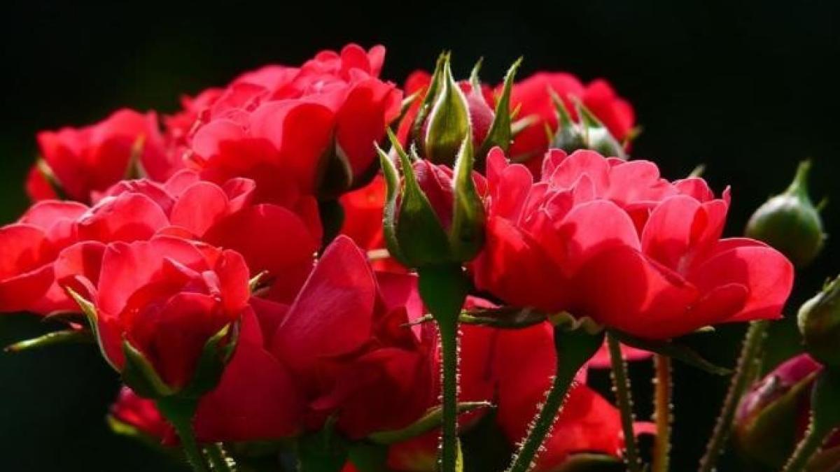 trandafirii-vor-inflori-abundent--o-reteta-eficienta-pentru-un-ingrasamant-de-primavara_30011800