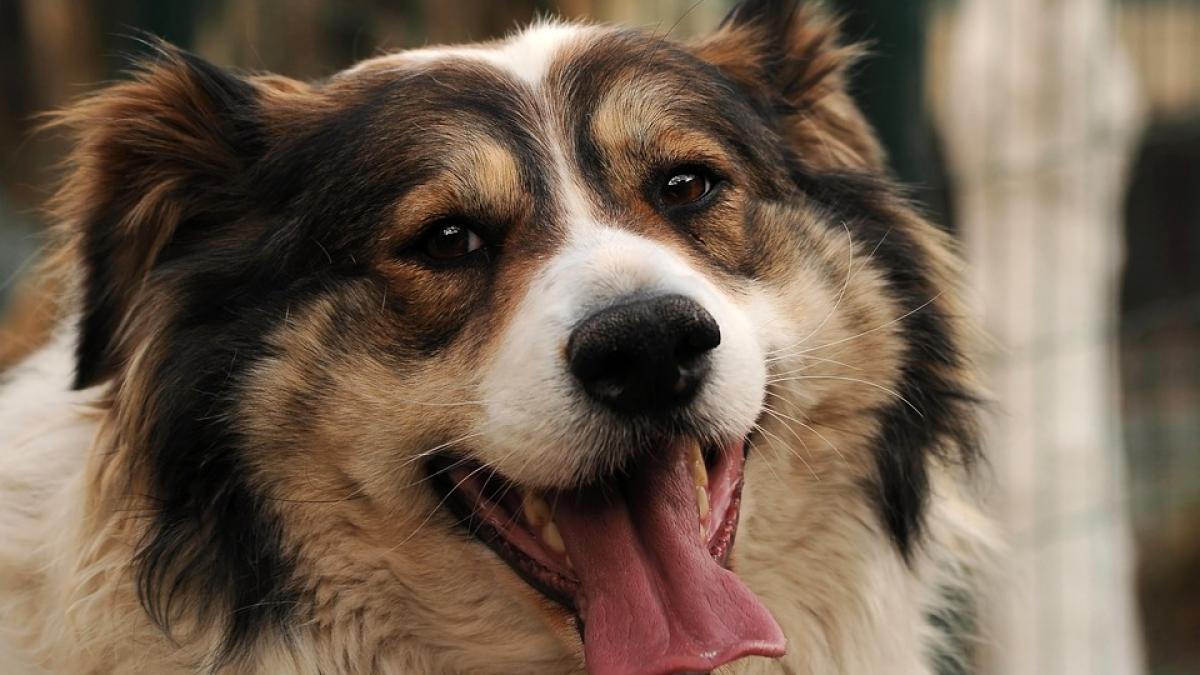 caine-fecale-de-ce_11366000