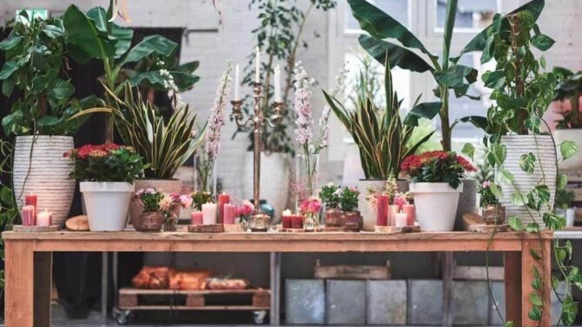 plantele-de-interior-vor-creste-si-inflori-cu-ajutorul-fulgilor-de-ovaz--un-remediu-eficient-si-ieftin_18414000