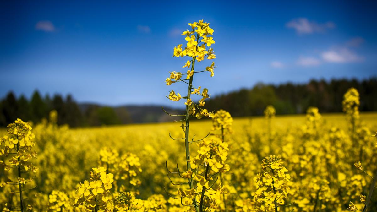 rapita-modificata-genetic-_77587200