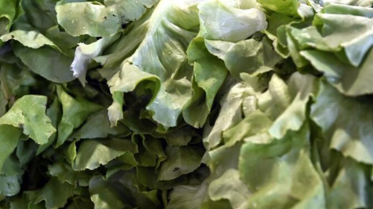 salata-post_16195900