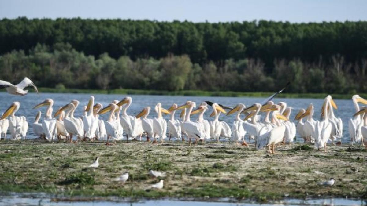 horia-teodorescu-despre-delta-dunarii_26898800