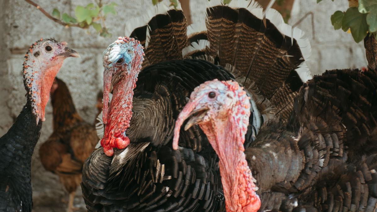 curcani-gripa-aviara_09861800