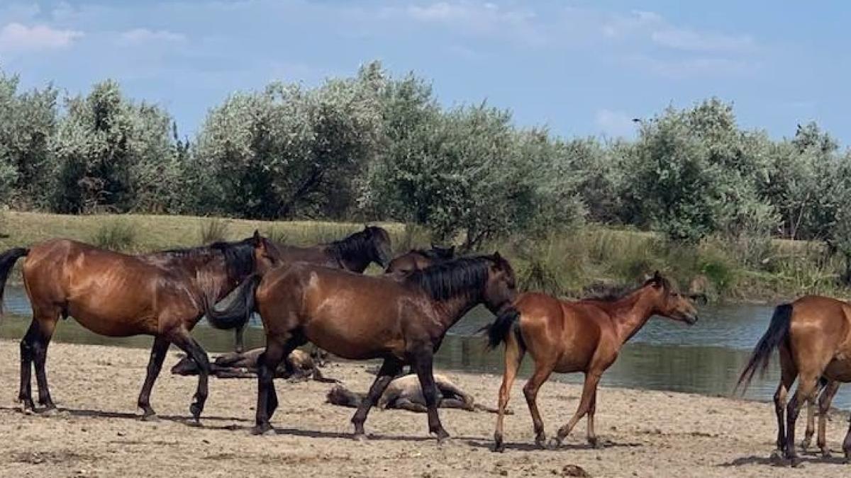 problema-cailor-de-la-letea--alexandru-dan-munteanu--prefectul-jud--tulcea-este-o-chestiune-delicata--ultima-data-s-a-discutat-acum-11-ani_83382500