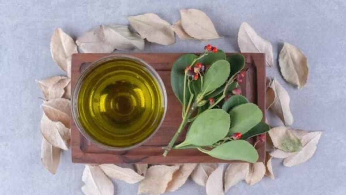 proprietatile-si-contraindicatiile-frunzei-de-dafin--acest-condiment-aromat-este-interzis-unor-persoane_66518800