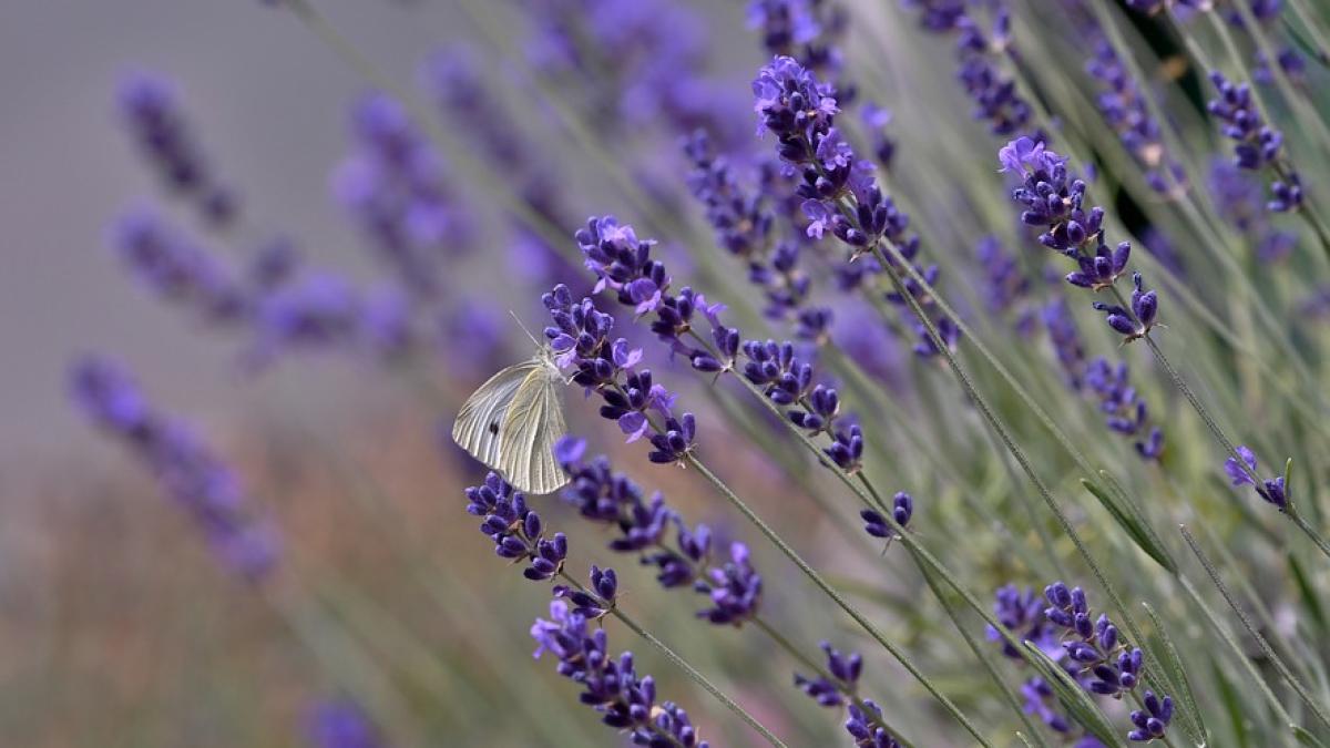 insecte-vechi-polen_93246400