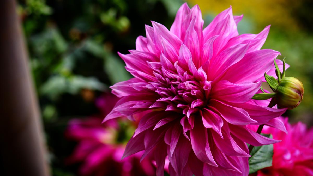 viva-magenta-pexels-k-u-n-a-l-849663_76676300