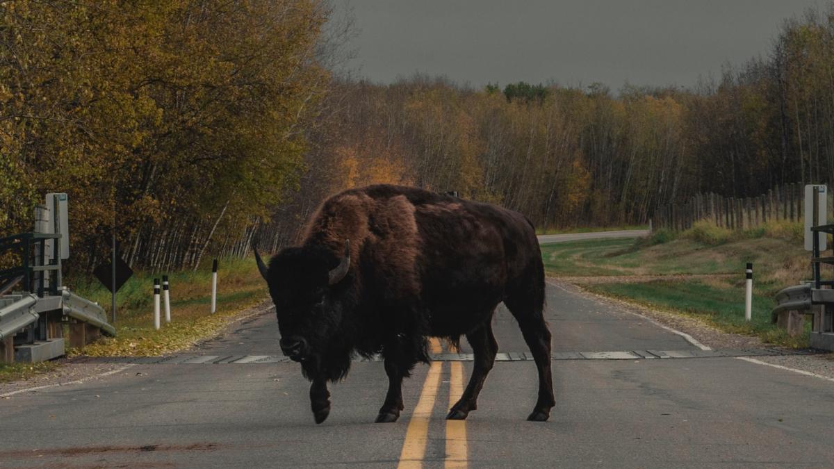 o-turma-de-zimbri-a-blocat-traficul-in-polonia_92823100