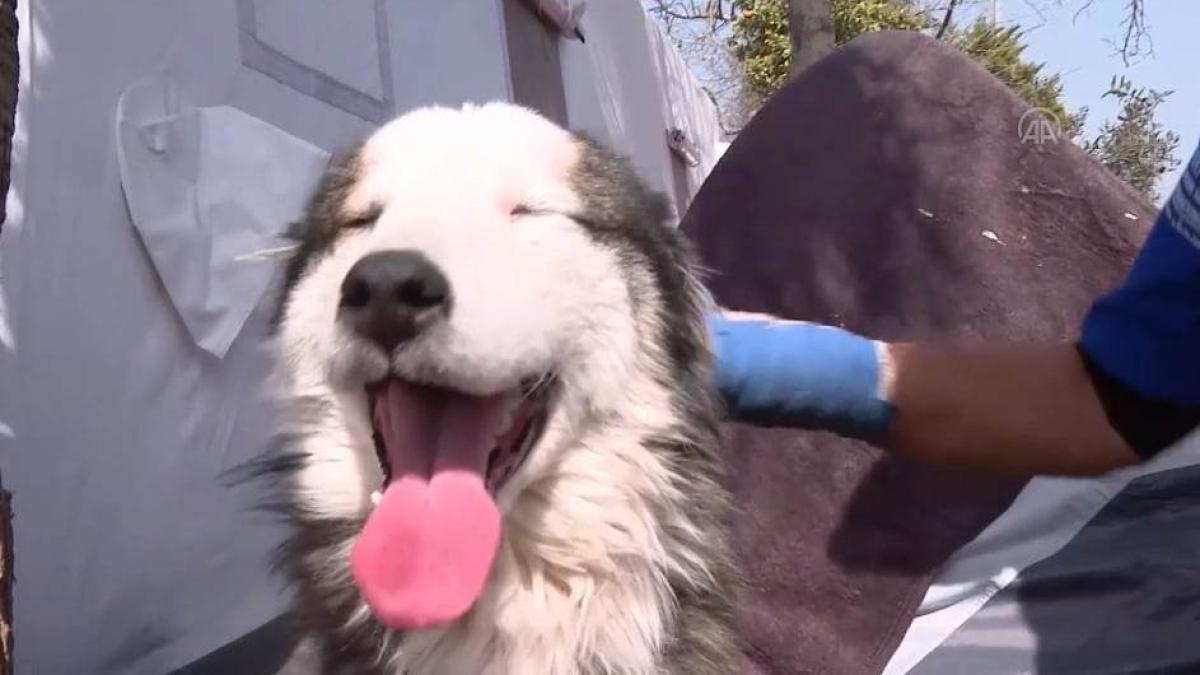 caine-salvat-turcia_86079600