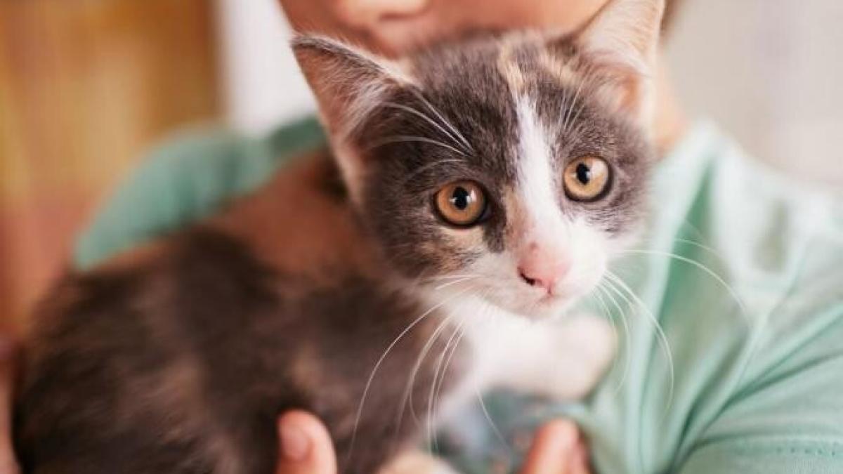 ce-simt-pisicile-atunci-cand-o-persoana-este-trista-sau-fericita---iata-concluzia-la-care-au-ajuns-oamenii-de-stiinta_16932500