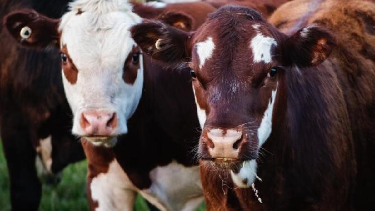 sa-ucidem-sau-nu-vacile-din-cauza-poluarii-valcu-in-schimb-importam-mango--mancam-capsuni-iarna--aducem-rosii-din-olanda_28325800