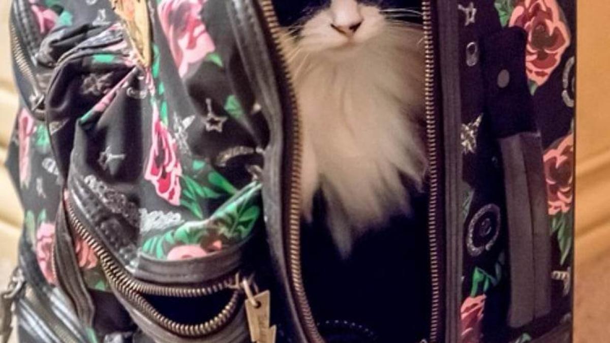 pisica-bagaj-raze-x_50678600