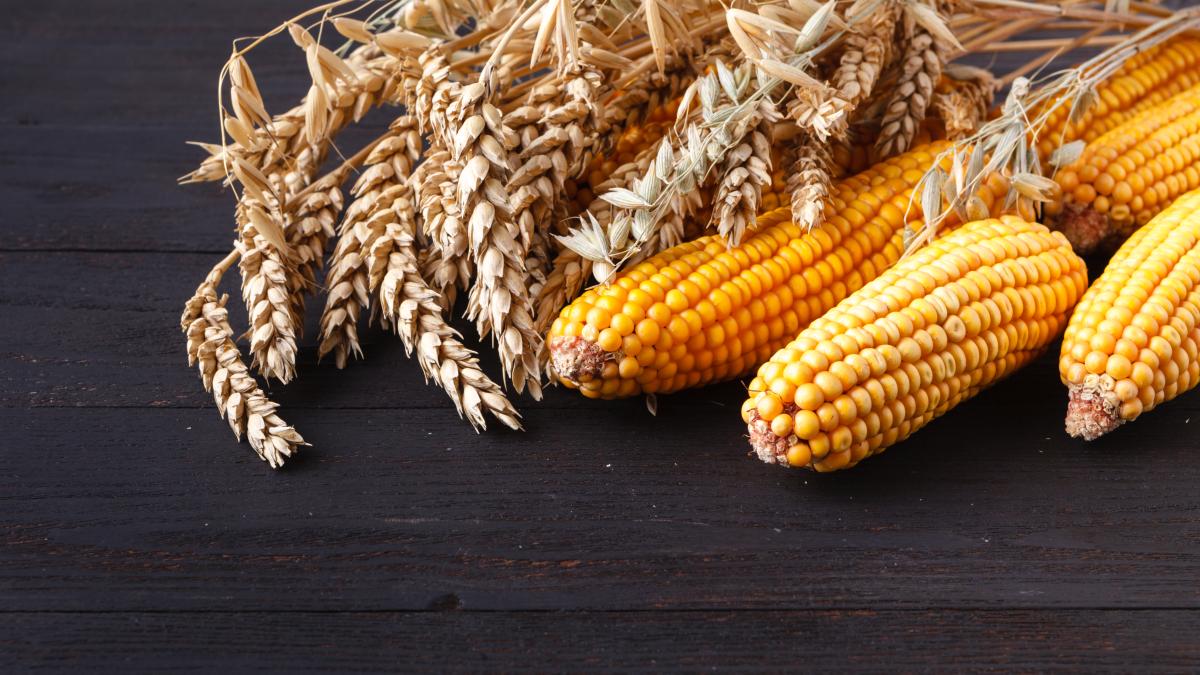 porumb-si-grau_68626900