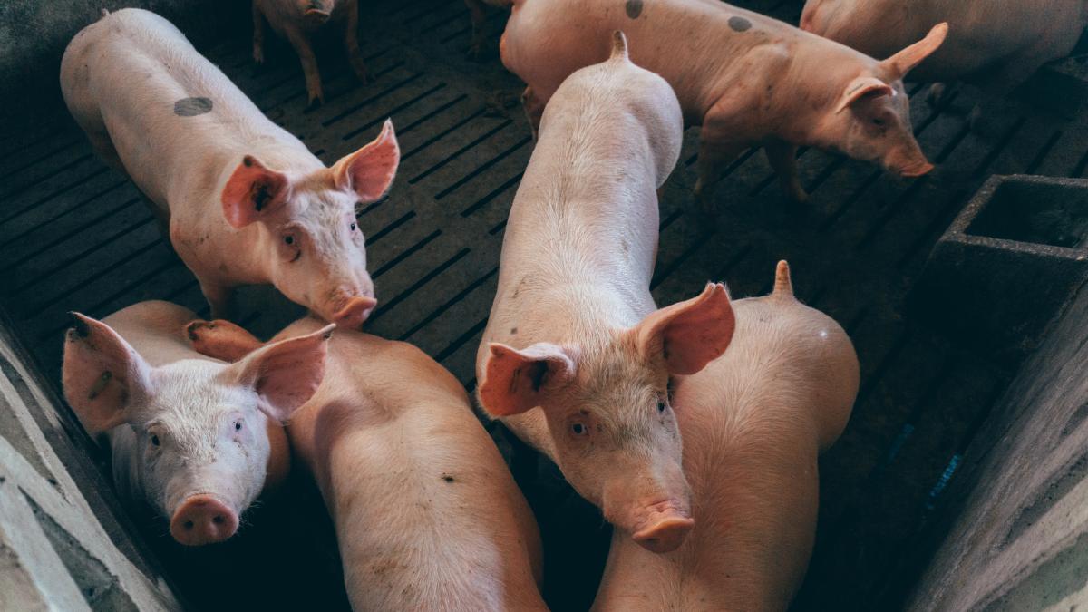 ferma-de-porci_72705800