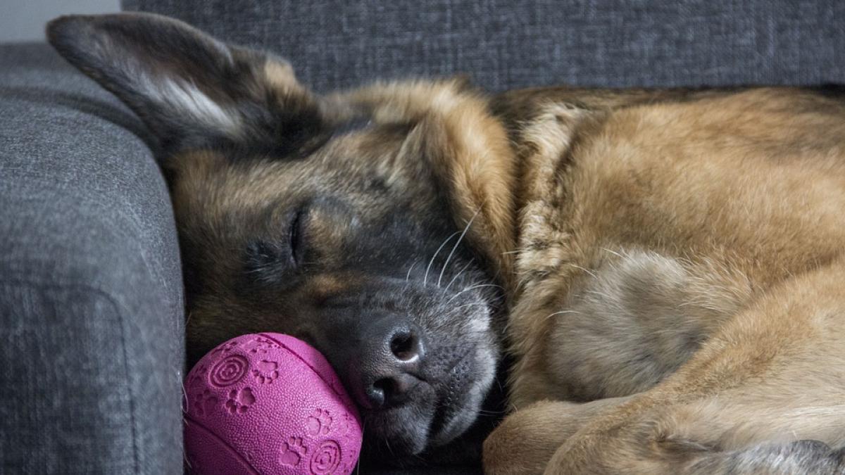 caine-poztie-somn_73215700