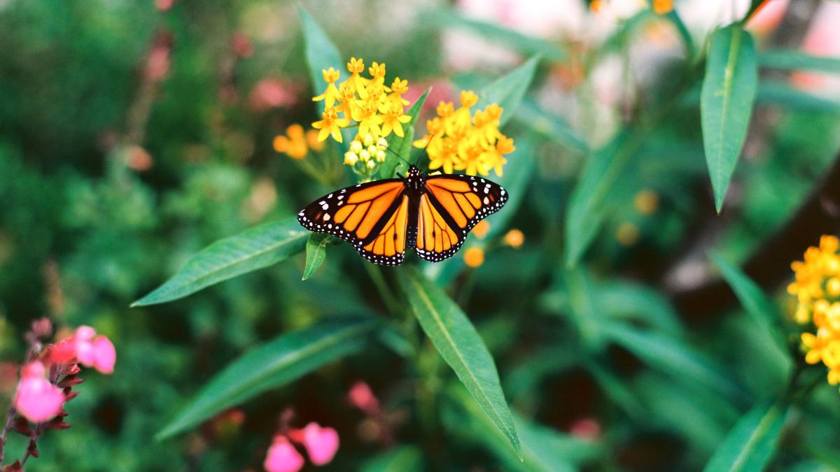 rugaciunea-de-dimineata-scrisa-de-parintele-arsenie-boca_54853100