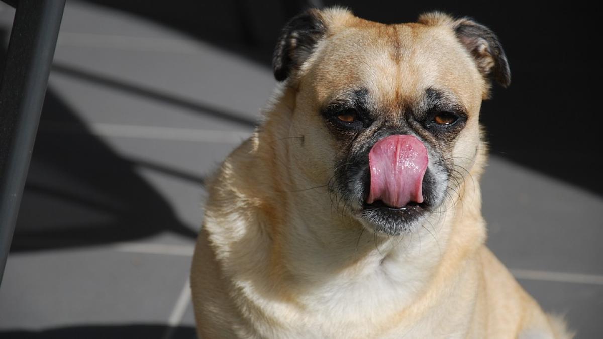 de-ce-cainele-te-linge_54944600