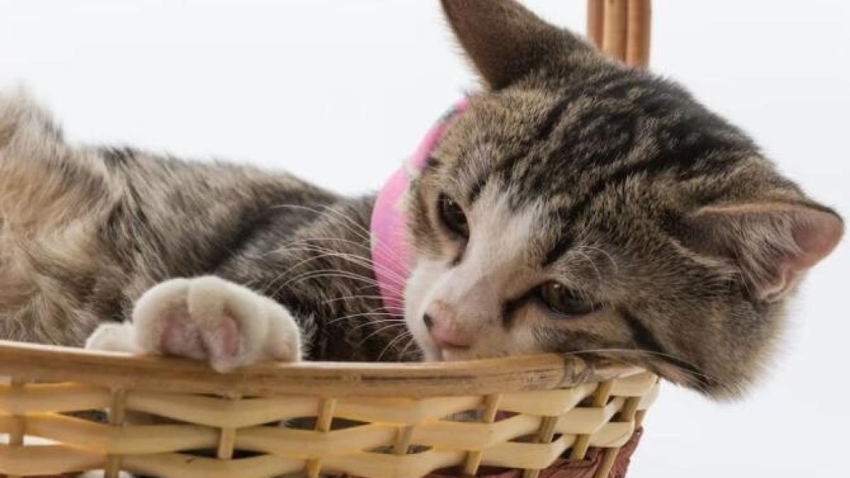 nu-ti-mai-otravi-pisica--aceste-produse-populare-pot-dauna-animalului-de-companie_04387300