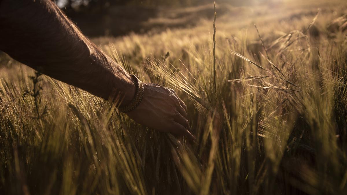 grau-romanesc_15302300