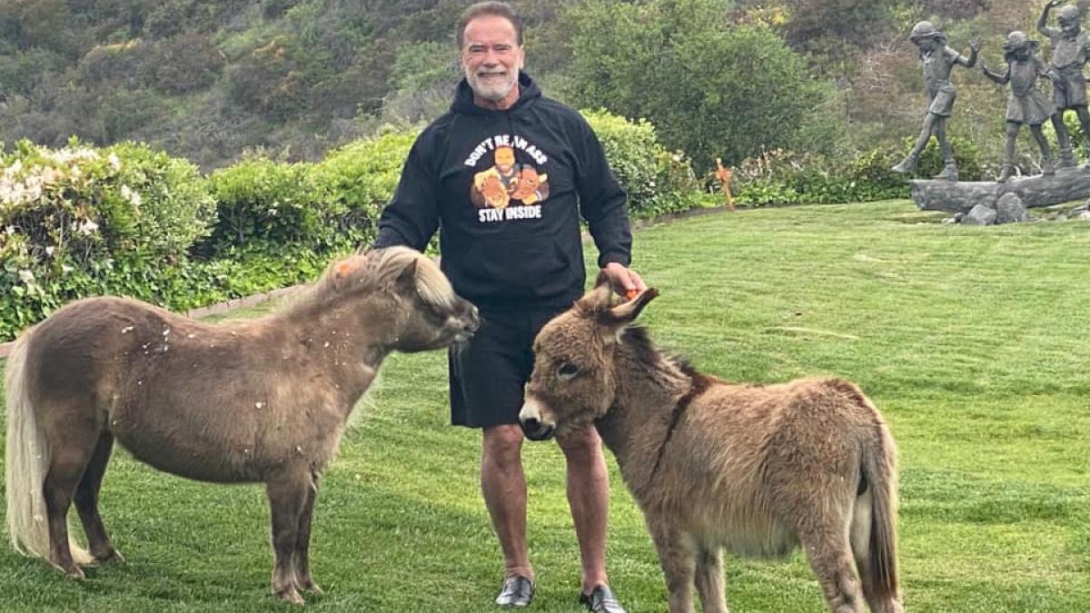 arnold-schwarzenegger_76087400