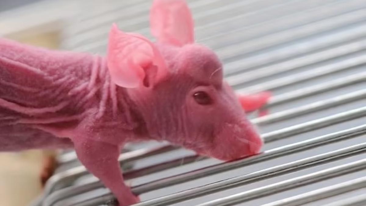 soareci-cu-coarne_90005900